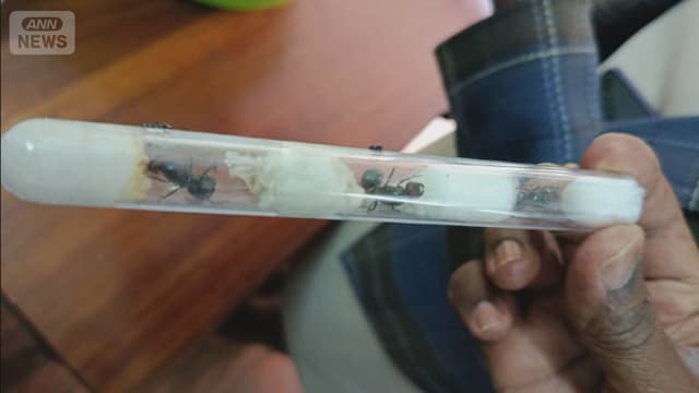 <ruby ><rb><span class="unknown" word="中国人">中国人</span></rb><rt>ちゅうごくじん</rt></ruby><span class="" word="の">の</span><ruby ><rb><span class="jlpt-n5" word="男">男</span></rb><rt>おとこ</rt></ruby><span class="" word="、">、</span><span class="jlpt-n5" word="たくさん">たくさん</span><span class="" word="の">の</span><span class="" word="ア">ア</span><span class="" word="リ">リ</span><span class="" word="を">を</span><span class="jlpt-n4" word="スーツケース">スーツケース</span><span class="" word="に">に</span><ruby ><rb><span class="" word="入">入</span></rb><rt>い</rt></ruby><span class="" word="れ">れ</span><span class="" word="て">て</span><span class="" word="ケ">ケ</span><span class="" word="ニ">ニ</span><span class="" word="ア">ア</span><span class="" word="か">か</span><span class="" word="ら">ら</span><ruby ><rb><span class="" word="出">出</span></rb><rt>だ</rt></ruby><span class="" word="そ">そ</span><span class="" word="う">う</span><span class="" word="と">と</span><span class="" word="す">す</span><span class="" word="る">る</span>