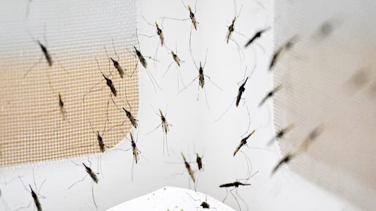 蚊のDNA解析が示唆する人類移動史と進化的適応