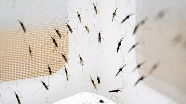 <ruby><rb><span class="jlpt-n2" word="蚊">蚊</span></rb><rt>か</rt></ruby><span class="" word="の">の</span><span class="" word="D">D</span><span class="" word="N">N</span><span class="" word="A">A</span><ruby><rb><span class="unknown" word="解析">解析</span></rb><rt>かいせき</rt></ruby><span class="" word="が">が</span><ruby><rb><span class="unknown" word="示唆">示唆</span></rb><rt>しさ</rt></ruby><span class="" word="す">す</span><span class="" word="る">る</span><ruby><rb><span class="jlpt-n3" word="人類">人類</span></rb><rt>じんるい</rt></ruby><ruby><rb><span class="jlpt-n3" word="移動">移動</span><span class="unknown" word="史">史</span></rb><rt>いどうし</rt></ruby><span class="" word="と">と</span><ruby><rb><span class="jlpt-n1" word="進化">進化</span><span class="jlpt-n1" word="的">的</span></rb><rt>しんかてき</rt></ruby><ruby><rb><span class="jlpt-n1" word="適応">適応</span></rb><rt>てきおう</rt></ruby>