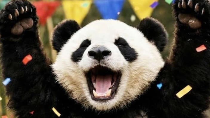 パンダがたくさんになりました