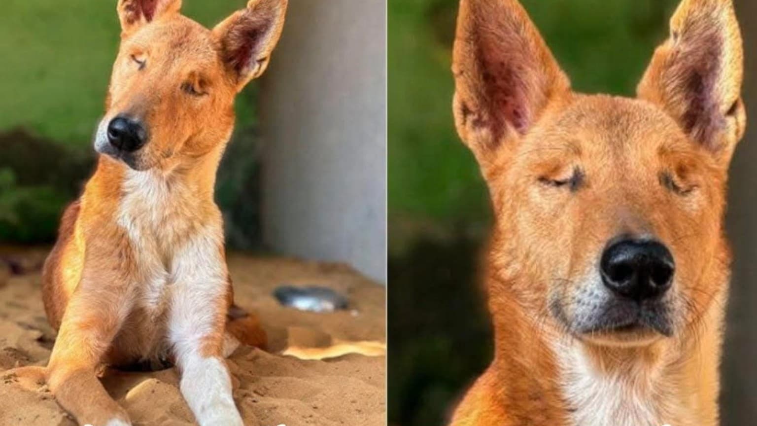 目が見えなくなっても愛を持ち続けた犬・フェイス