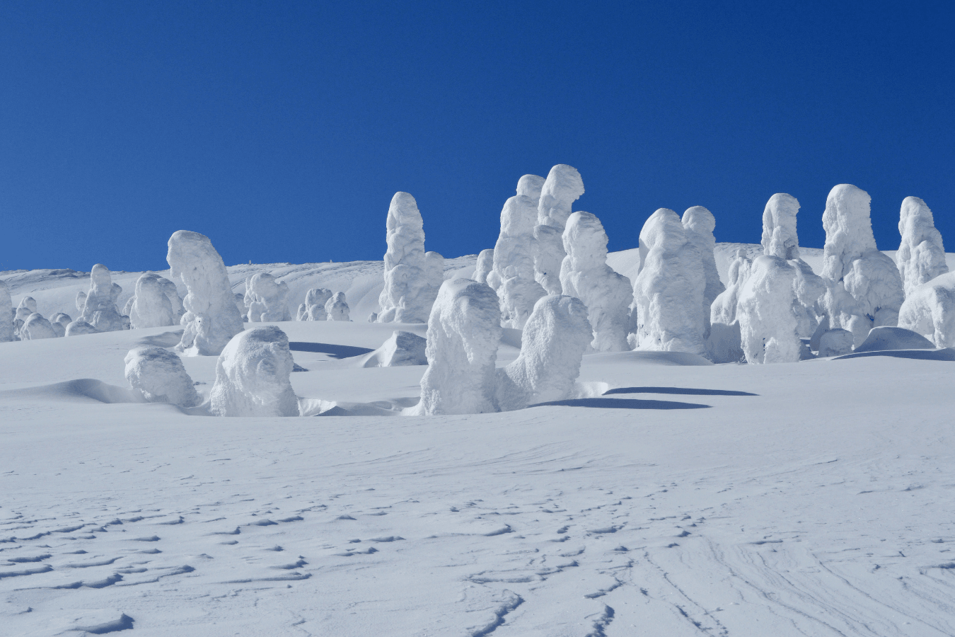 蔵王の樹氷　雪のモンスターたち
