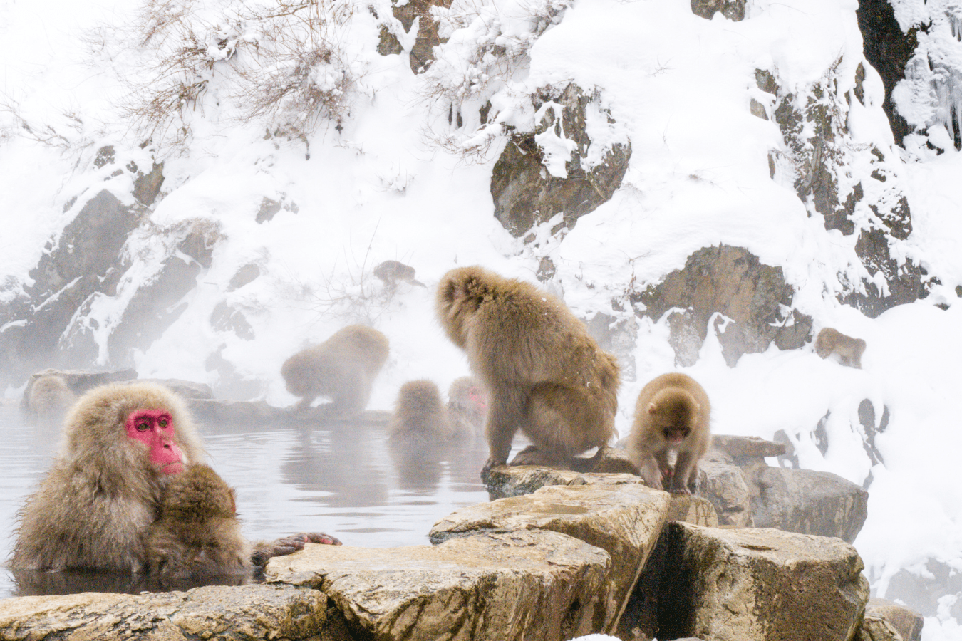 地獄谷野猿公苑　温泉に入るサルたちの楽園