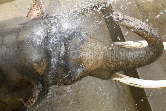 インドでゾウに襲われてドイツ人観光客が死亡