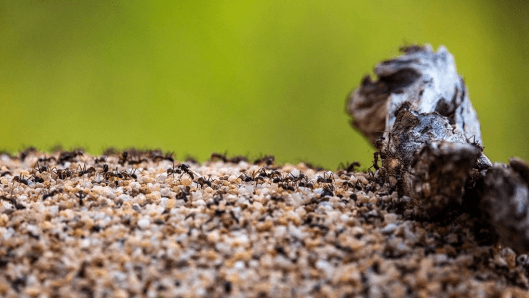 大雨でヒアリが大拡散　人や動物の被害続出、２３人入院　オーストラリア