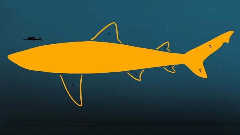 太古の巨大ザメ「メガロドン」、従来の想定よりさらに長かった可能性　新研究