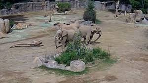 ゾウが地震で集まる　アメリカの動物園