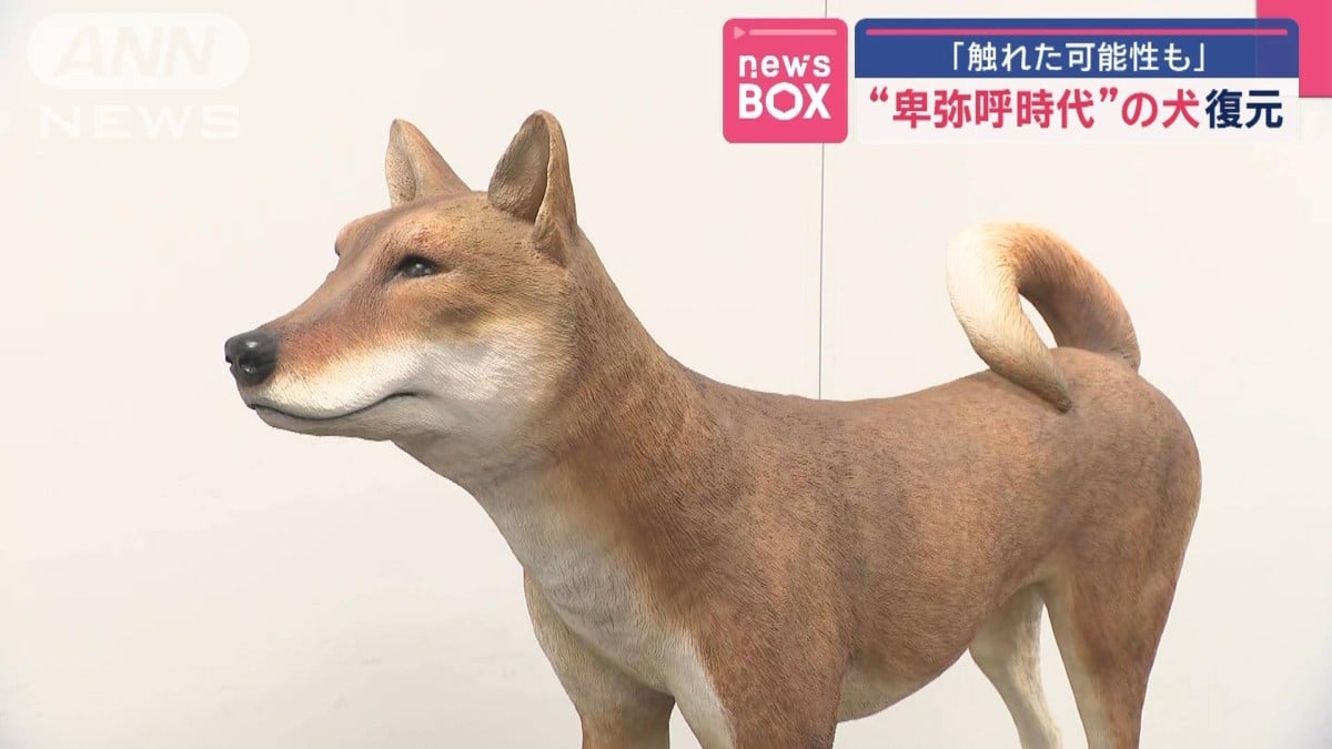 卑弥呼の時代の犬が復元されました