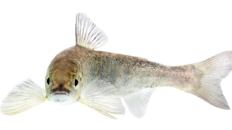 サケが川から海へ早く行く理由　くすりの水が影響？