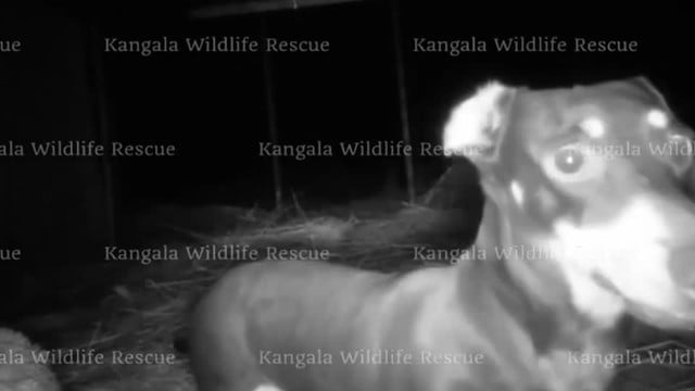 500日いなくなった犬、カンガルー島で見つかる