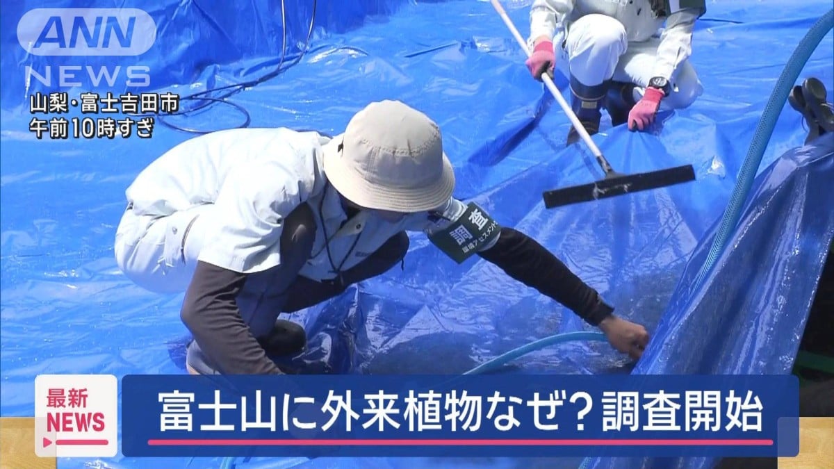 富士山にあたらしい植物が来ました