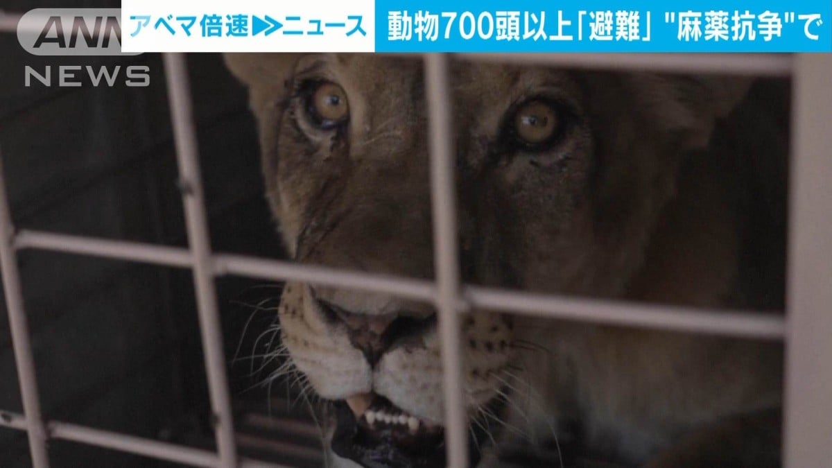 メキシコの動物たちが危ない場所からにげます