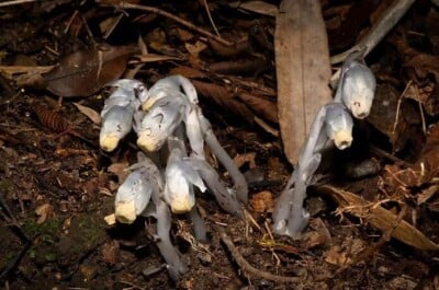 中国の貴州省で「幽霊の花」が見つかる