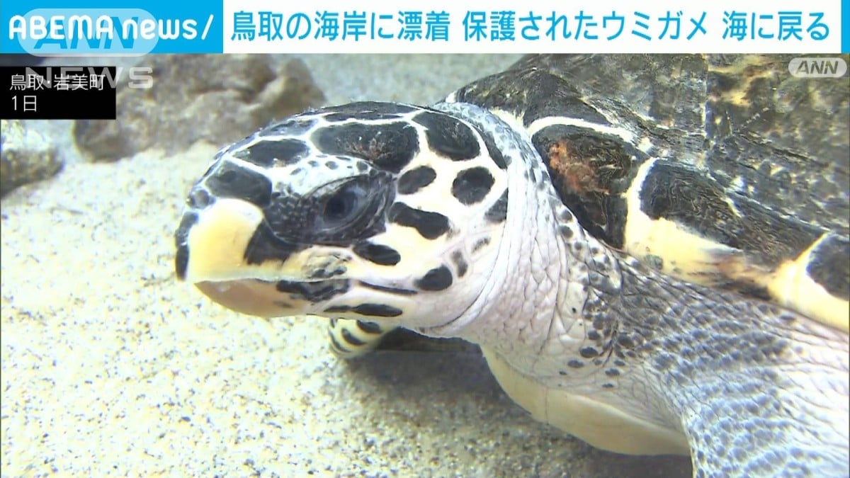 鳥取の海岸で助けられたウミガメ、元気になって海へ帰る