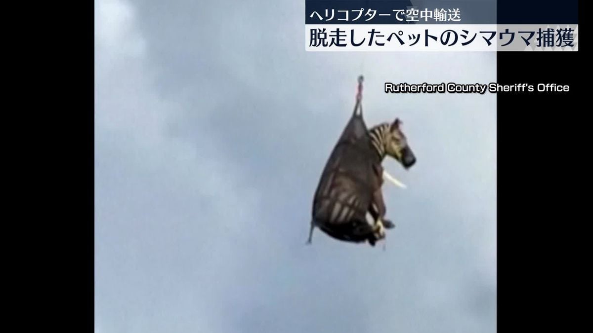 テネシー州でにげたシマウマ、1週間ごに見つかる