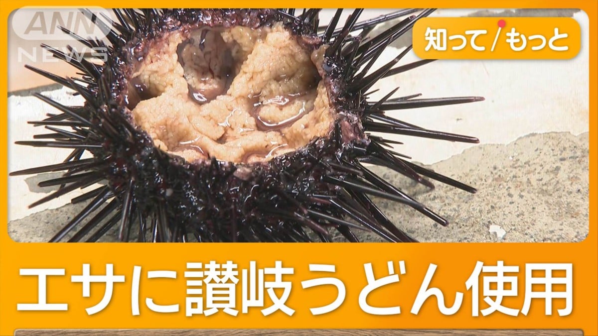 うどんを食べる白いウニ