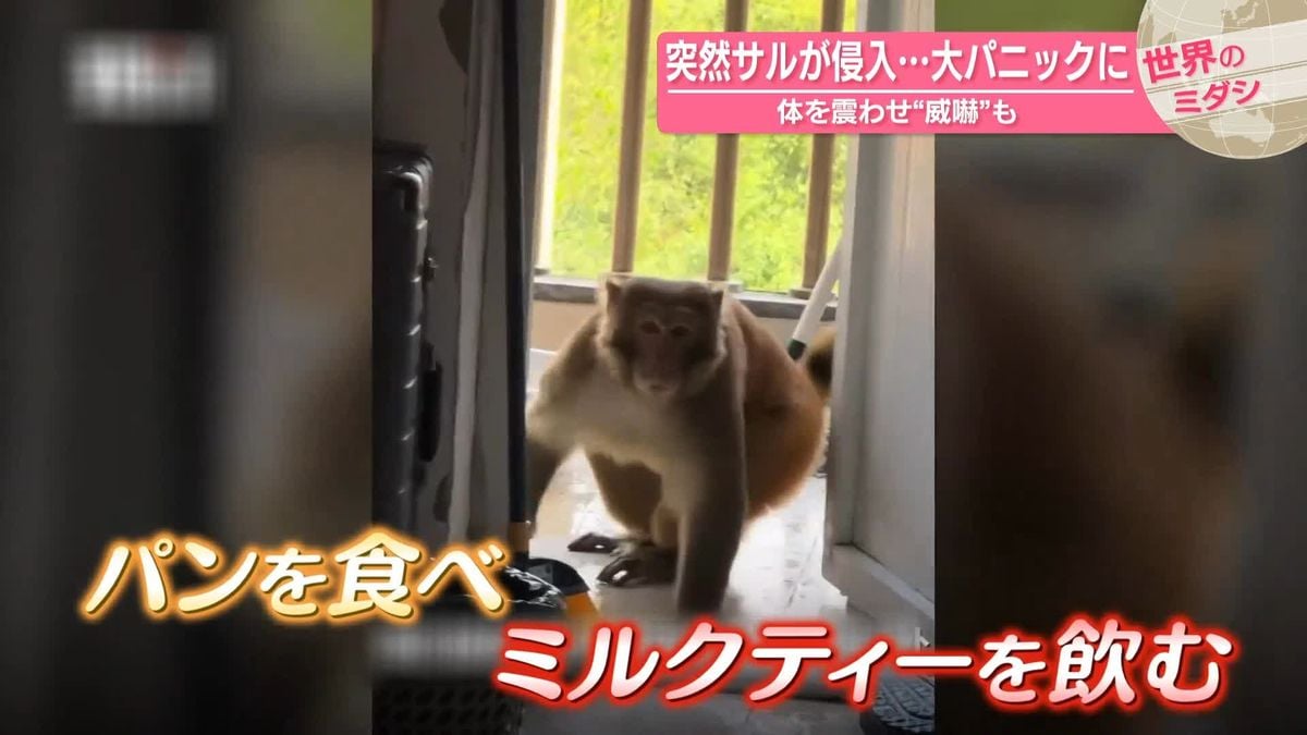 サルが大学の寮に入ってきました