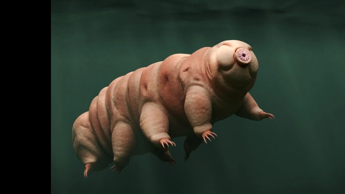 とても強い生き物「クマムシ」の3つのすごいこと