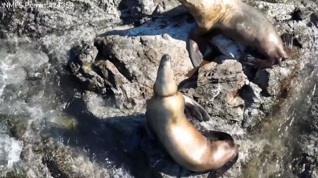 アシカの首にプラスチック　切ってたすける