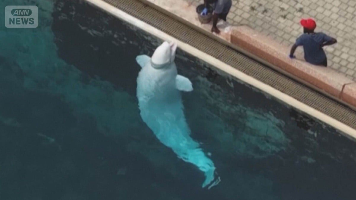 カナダのテーマパークでシロイルカ30頭があぶない