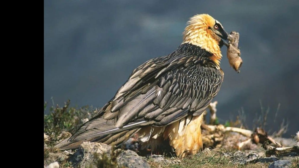 ヒゲワシの巣から700年前のサンダルが見つかる