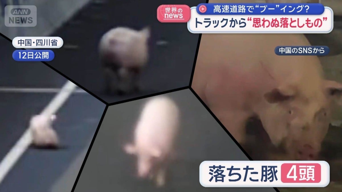 トラックからぶたがおちました