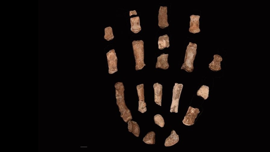 絶滅した人類の近い親せき「パラントロプス・ボイセイ」の手の化石が発見される