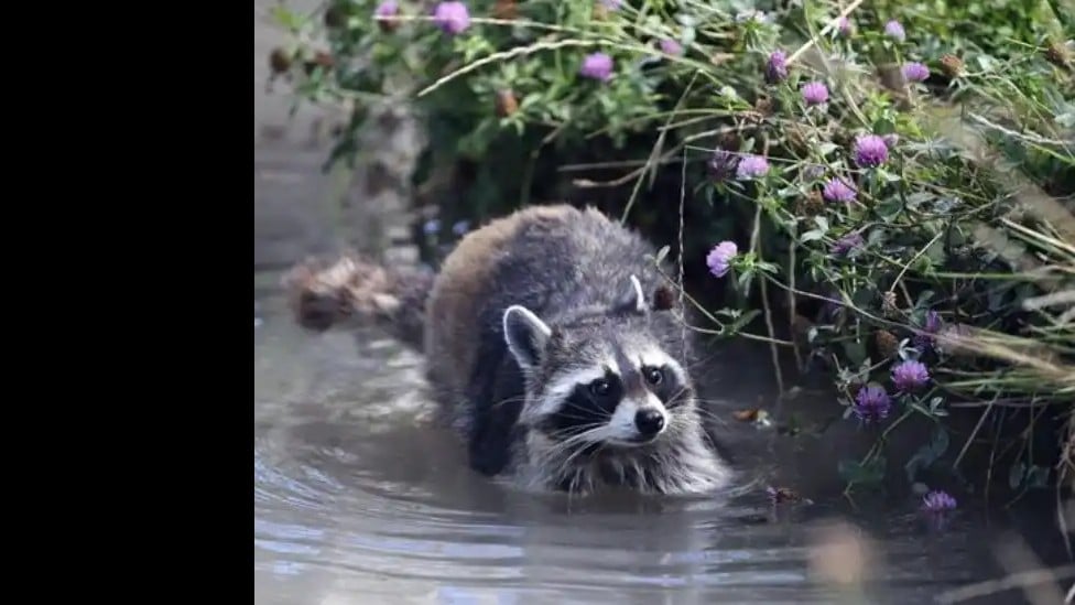 フランスでアライグマがふえて、問題になっています