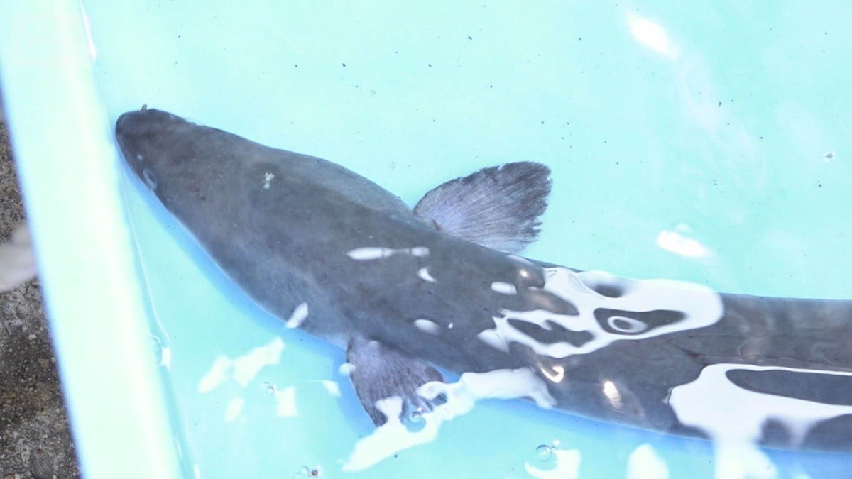 ウナギの国際取引がきびしくなるかもしれません