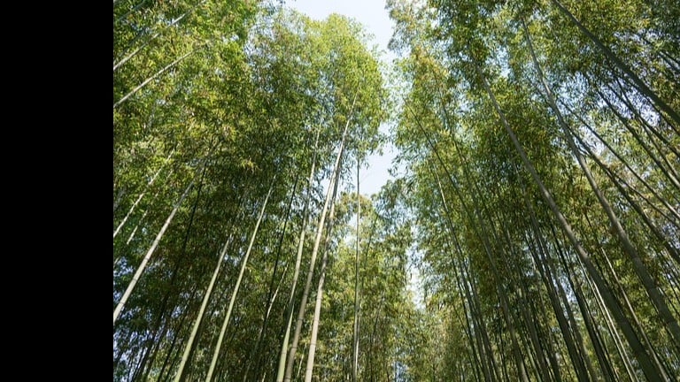 京都・嵐山の竹林に落書き　観光マナーが問題に