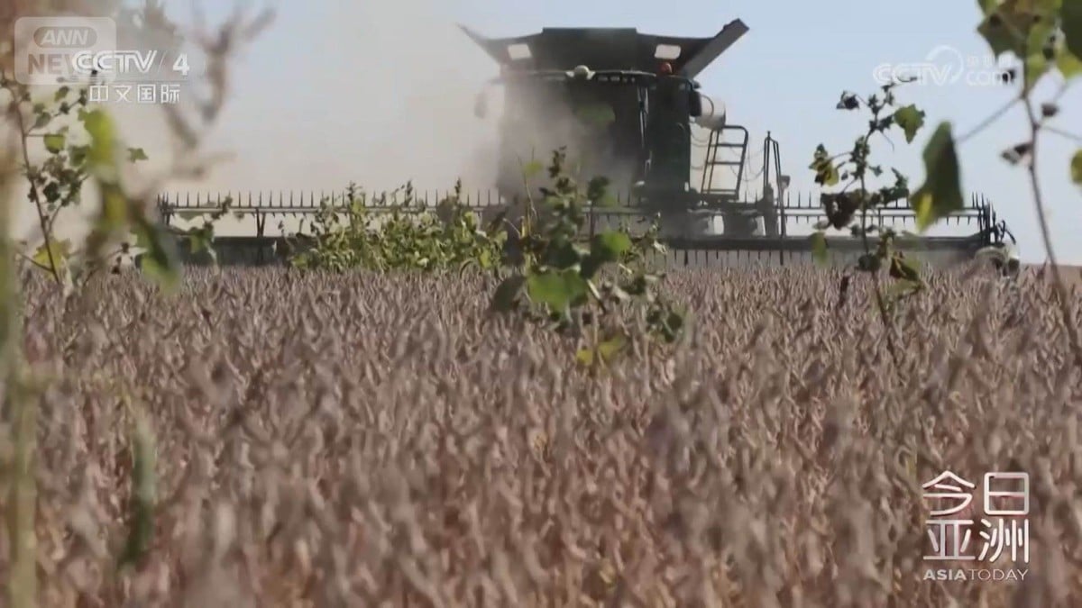 中国、9月にアメリカの大豆を買わず　南米からたくさん買う