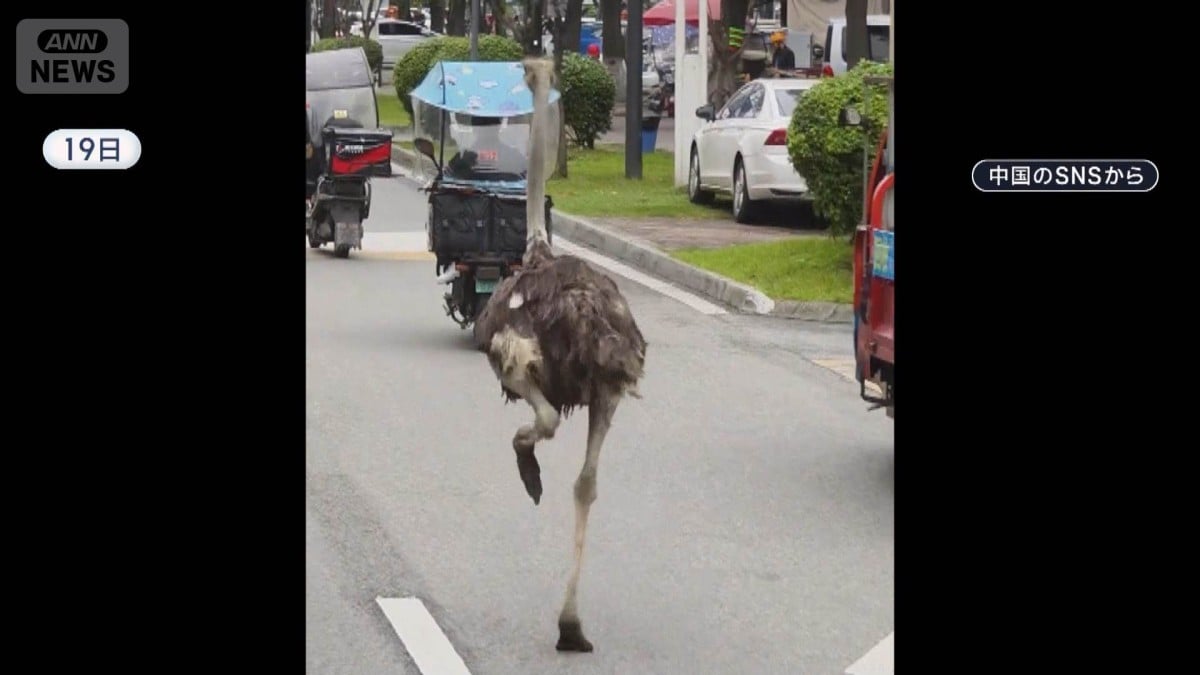 ダチョウが町ににげる　中国でおおさわぎ