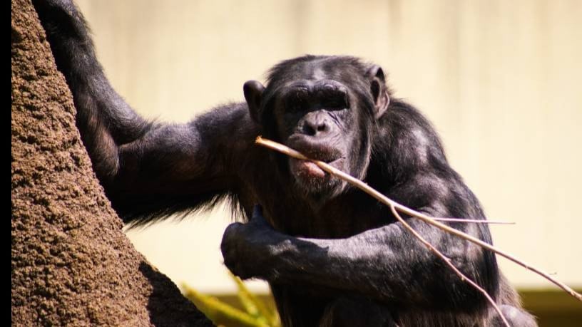 チンパンジーにおける知的行動と道具使用の多様性