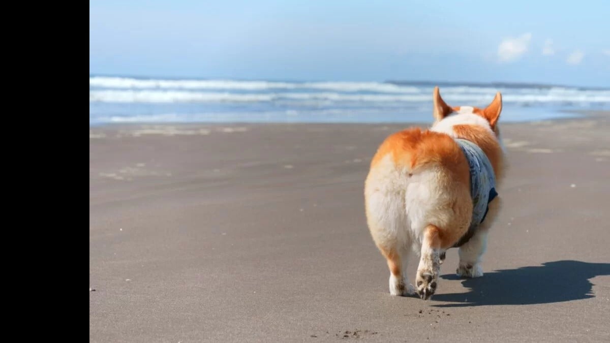 コーギーのしっぽはなぜみじかい？