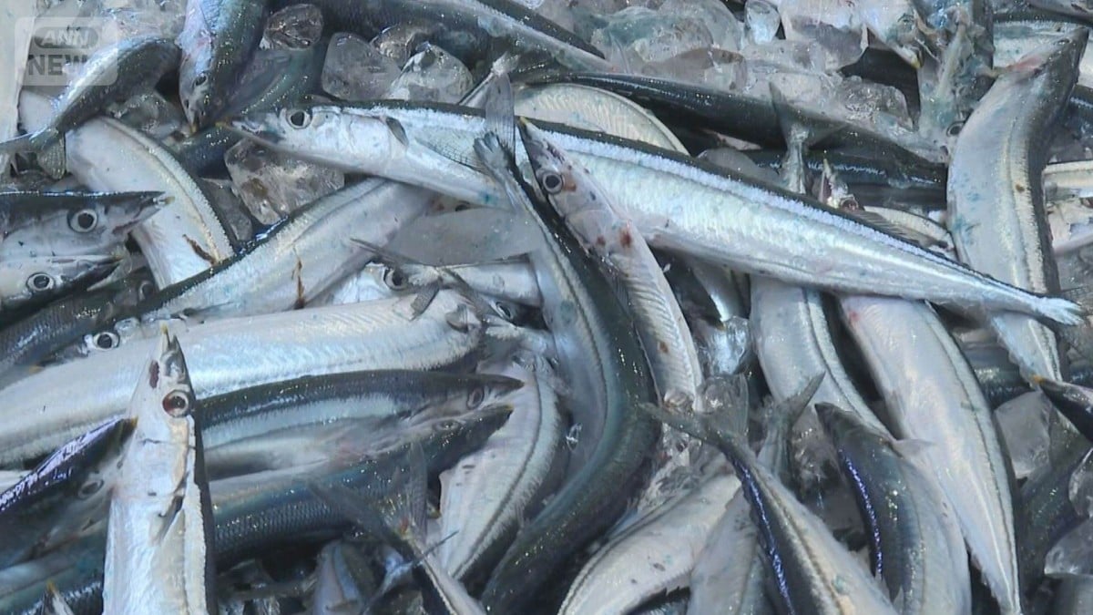 サンマがたくさんとれました