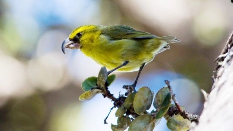 外来種の蚊を制御する先端技術――ハワイ固有鳥類保全への挑戦