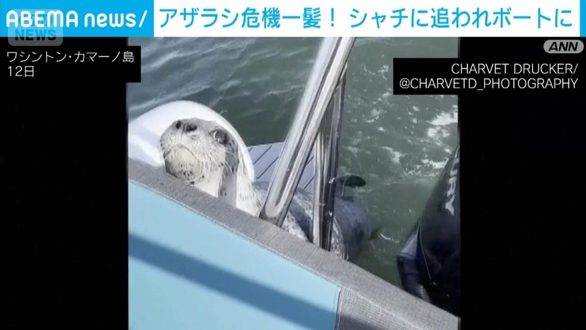 アザラシ、ボートにのってにげる