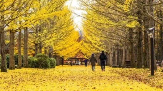 イチョウの実はなぜにおいがしますか