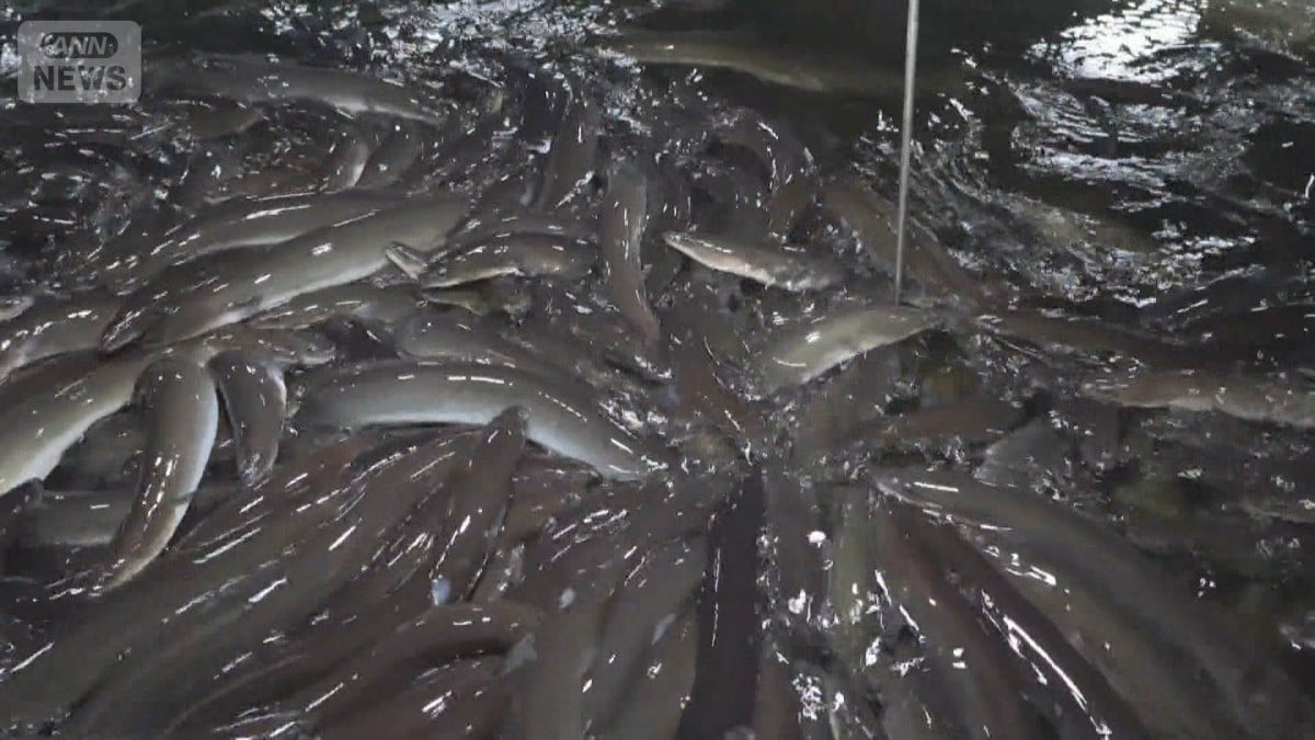 ウナギの国際ルールについての会議　日本は反対