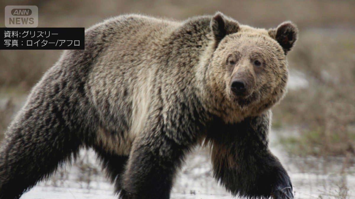カナダで大きいクマが子どもたちを襲う
