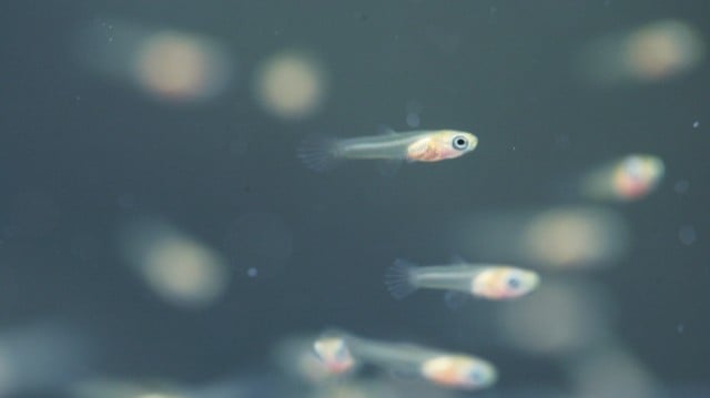 小さいさかなをげんきに育てるほうほう