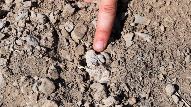 「ブルテレの足」はデイレメダ猿人だった、人類進化の歴史に新説