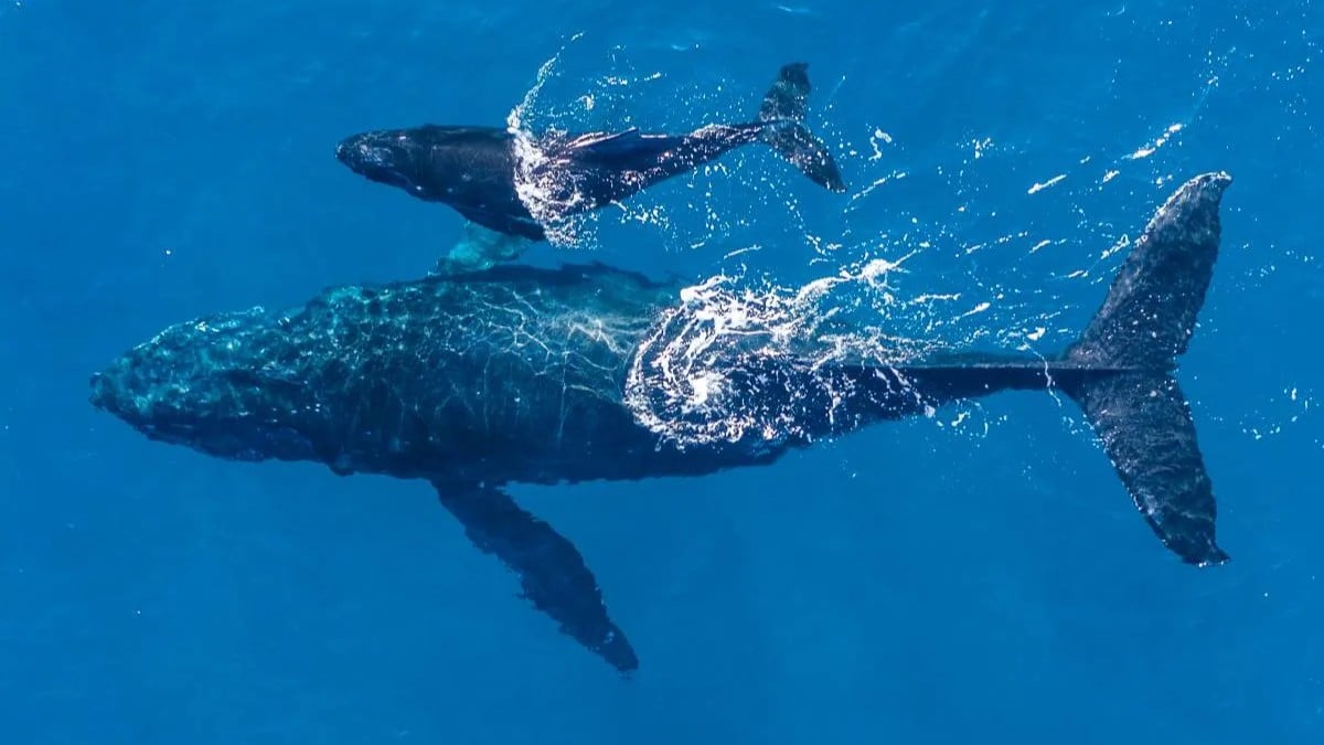 ハワイ訪問前に知っておくべきザトウクジラに関する10の高度な知識