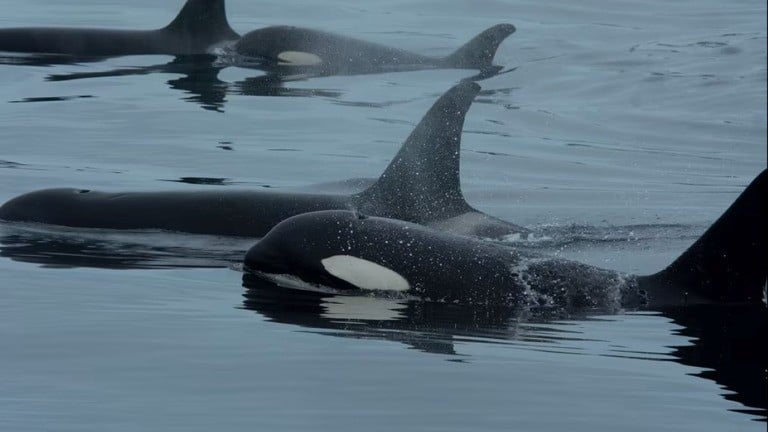 天敵関係を超えた協働行動――シャチとイルカによる共同捕食の初記録