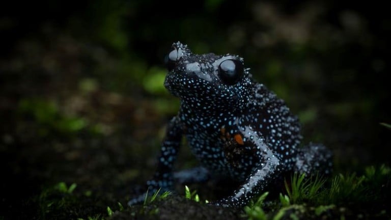 無秩序な撮影活動が絶滅危惧種ギャラクシーフロッグに及ぼす深刻な影響