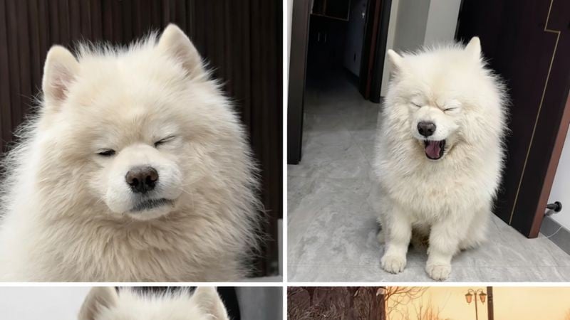 朝が弱いサモエド