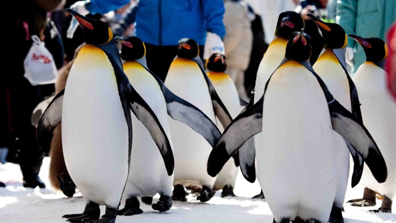 北海道　旭山動物園：日本で最も人気のある動物園