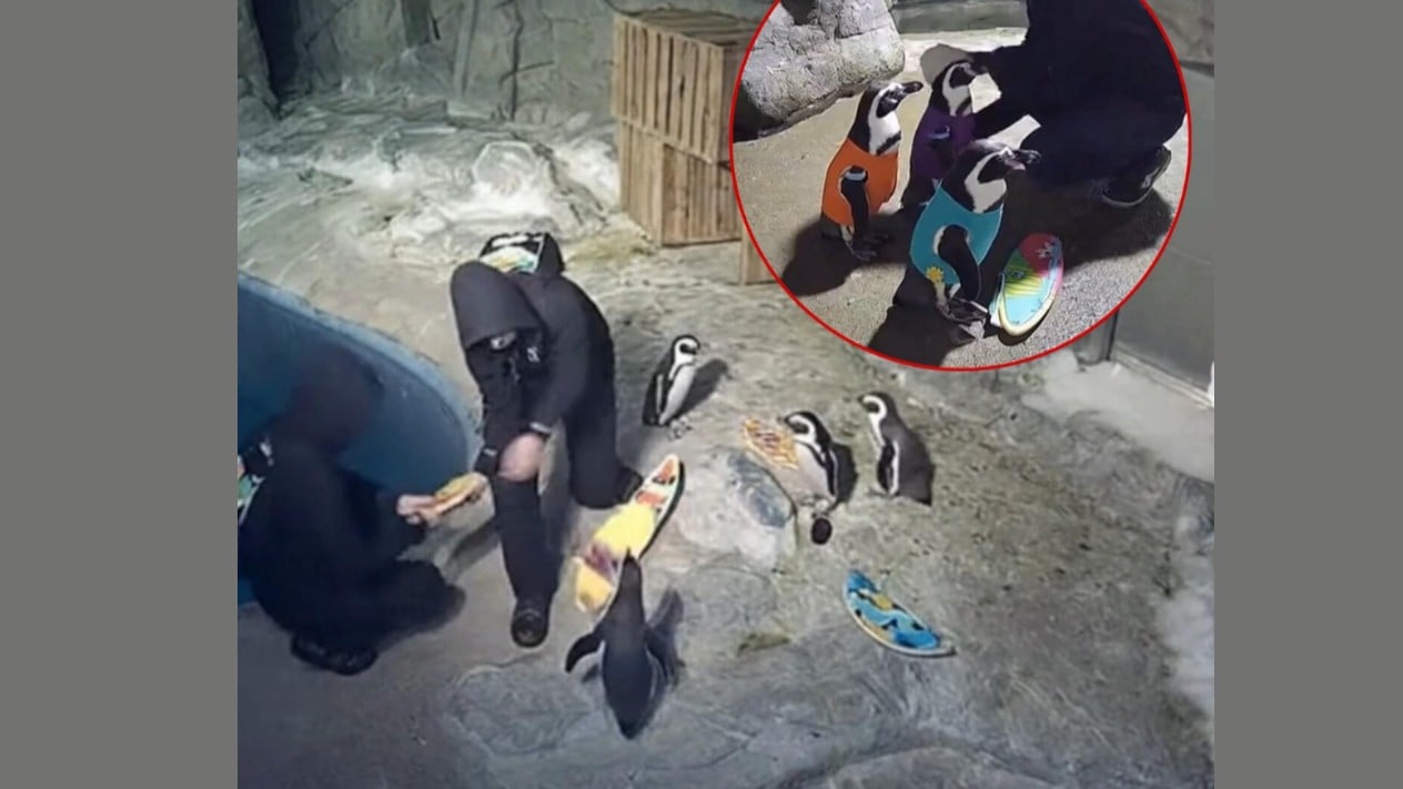 サンディエゴ動物園でペンギンが水着を着ました