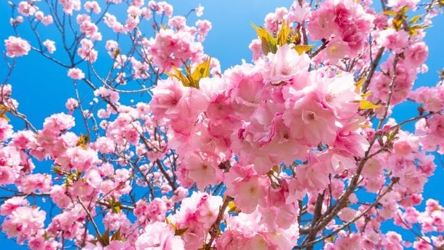 2026年の日本のさくらの開花よそう