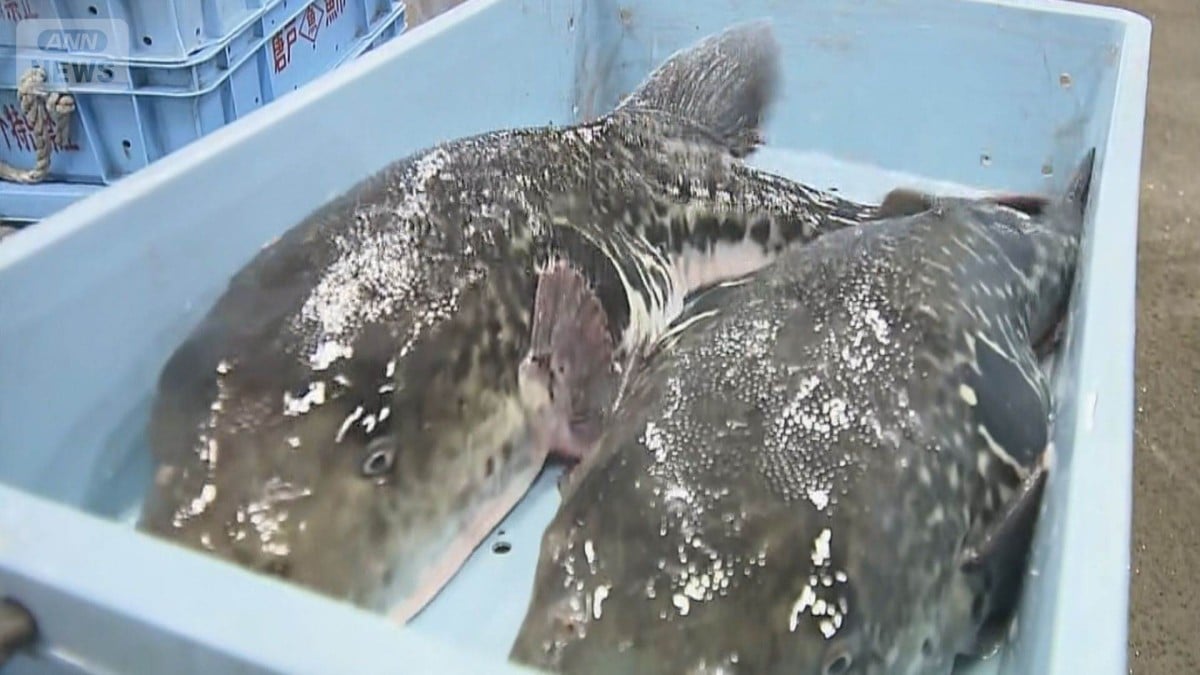 下関でフグのはつうり